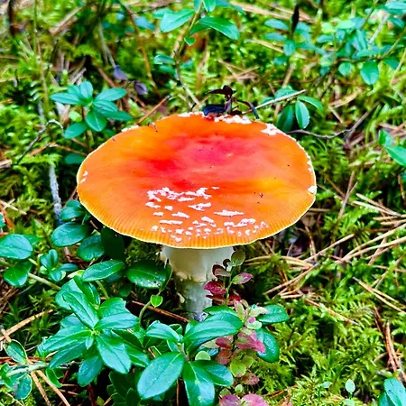 Casa vacanze Wczasowy Loft *