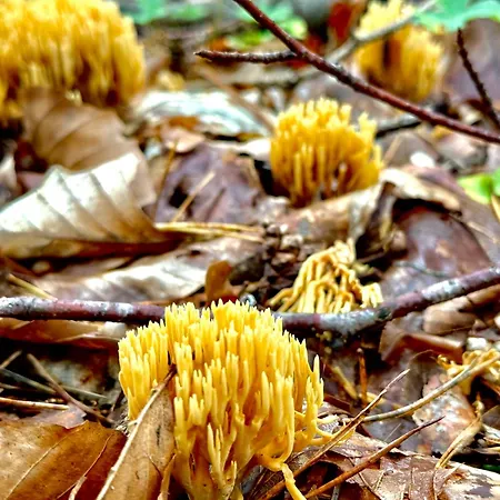 Wczasowy Loft * Sominy