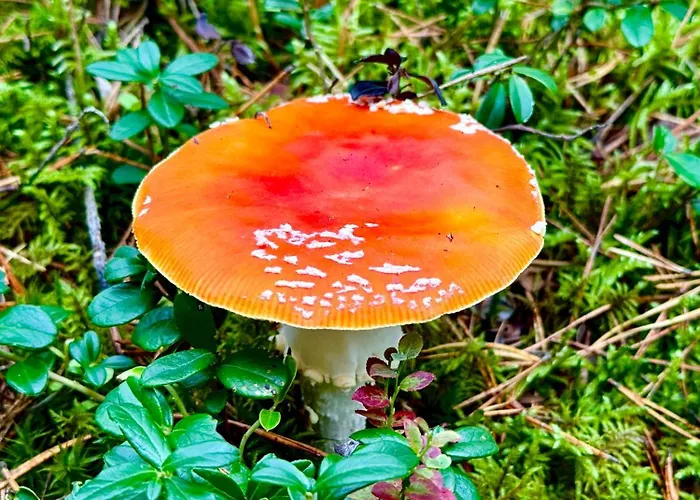 Сasa de vacaciones Wczasowy Loft *