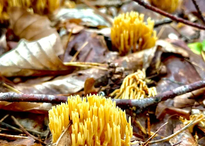 Wczasowy Loft * Sominy